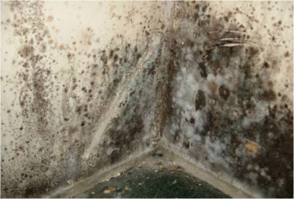 Mould in a Trash Can