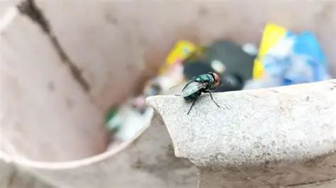 Why a professional trash can cleaning service is needed