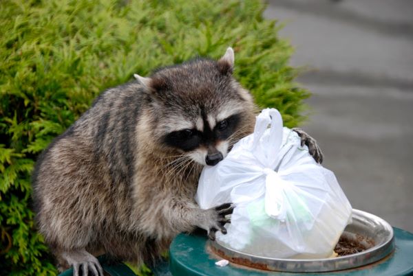 Racoon in Trash Can
