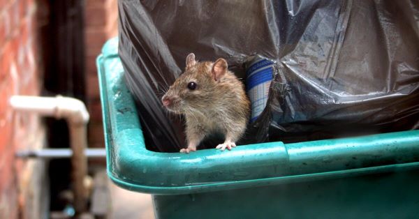 Rat in garbage can